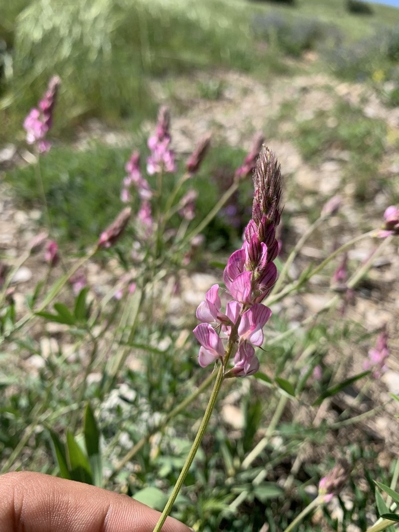 Onobrychis carduchorum photo 3
