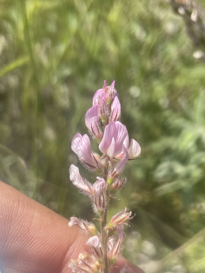 Onobrychis carduchorum photo 5