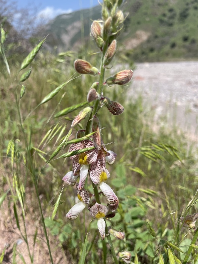 Onobrychis chorassanica