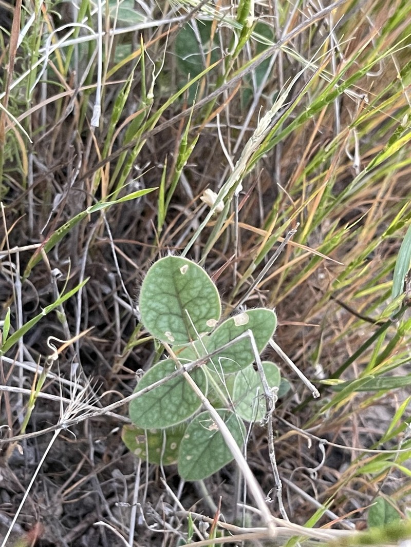 Onobrychis chorassanica photo 2