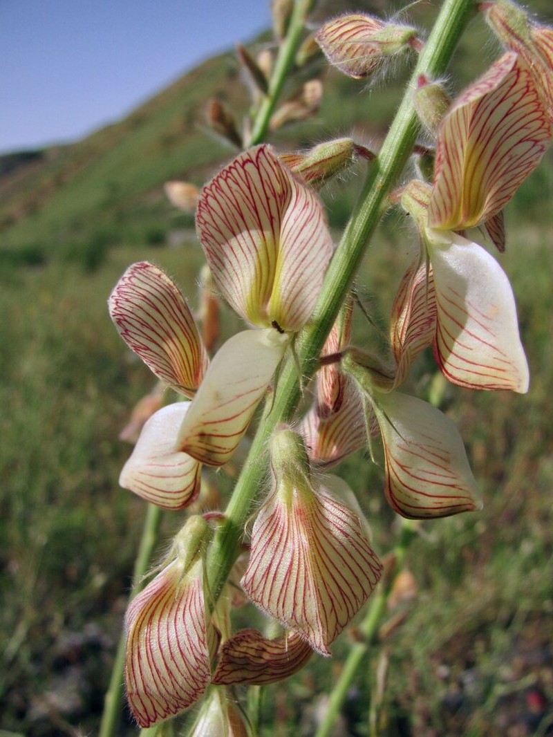 Onobrychis chorassanica photo 3