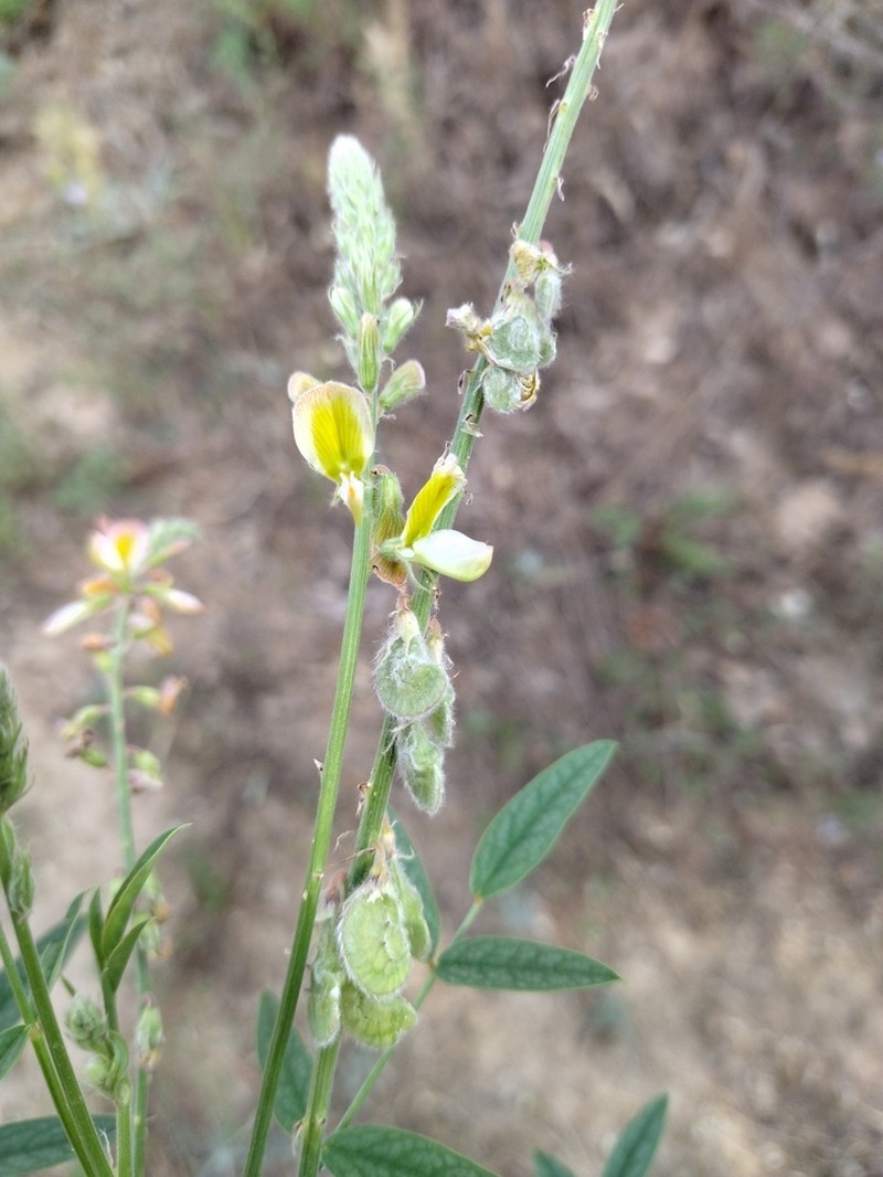 Onobrychis chorassanica photo 4