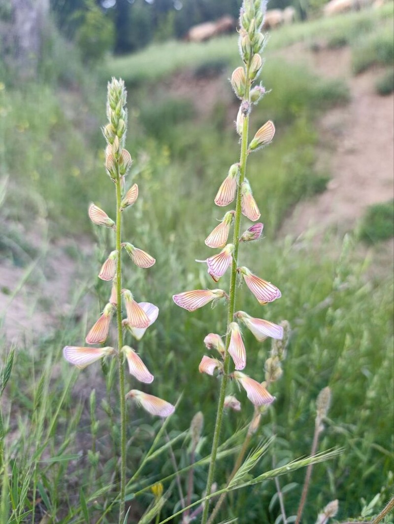 Onobrychis chorassanica photo 5