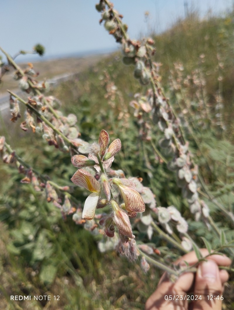 Onobrychis chorassanica photo 6