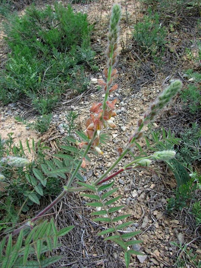 Onobrychis chorassanica photo 7