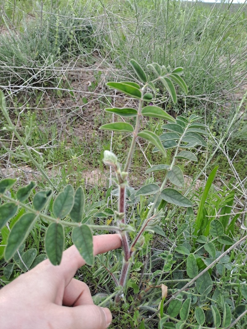 Onobrychis chorassanica photo 8