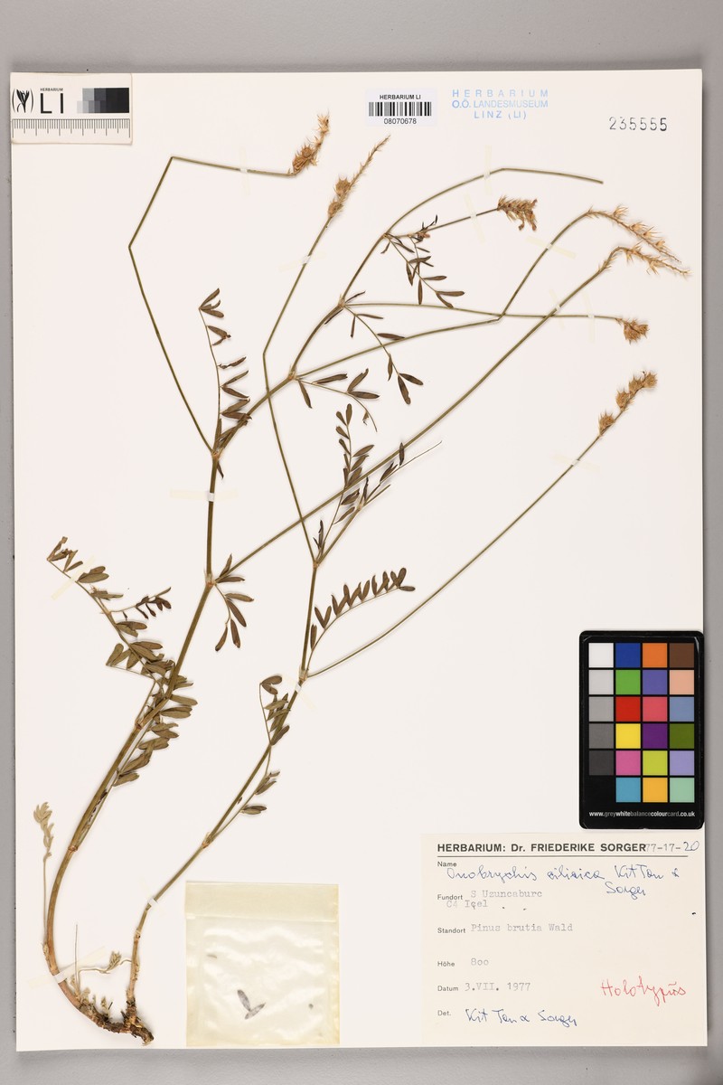 Onobrychis cilicica