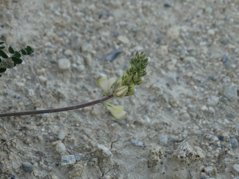 Onobrychis citrina