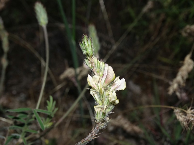 Onobrychis citrina photo 3