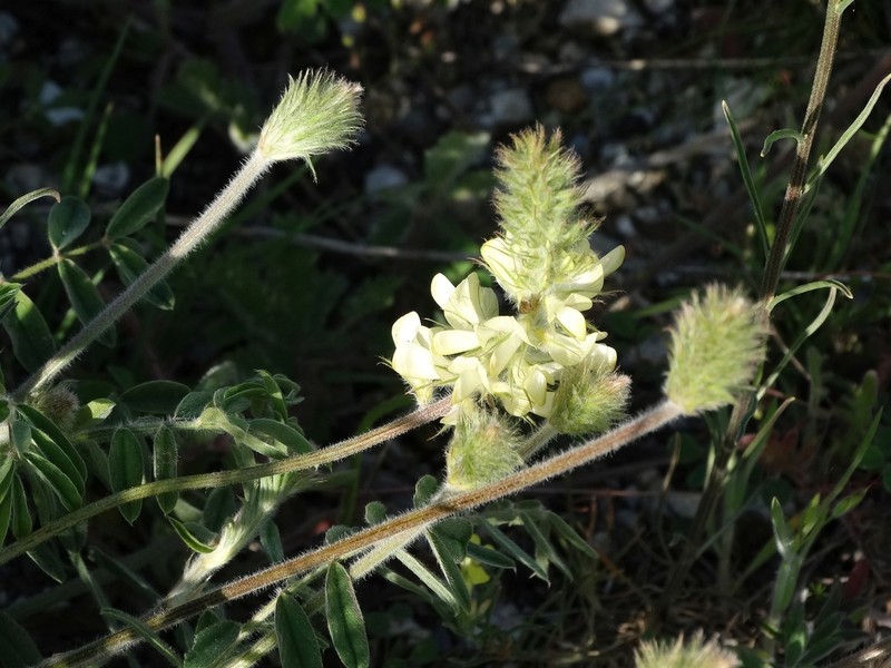 Onobrychis citrina photo 5