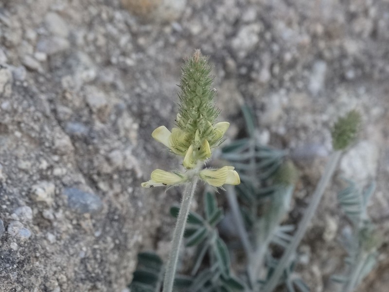 Onobrychis citrina photo 6