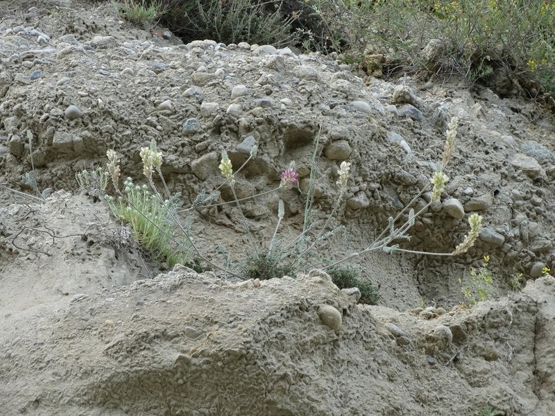 Onobrychis citrina photo 7