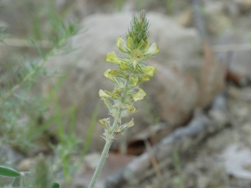 Onobrychis citrina photo 8