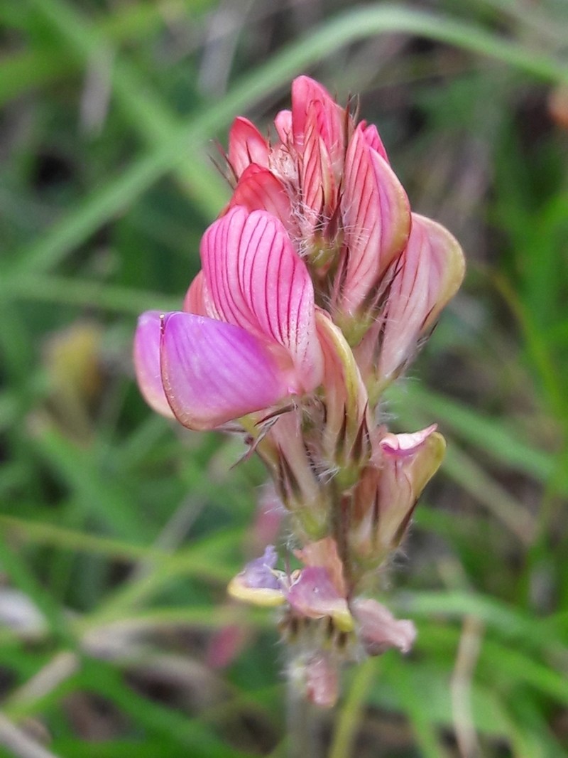 Onobrychis conferta