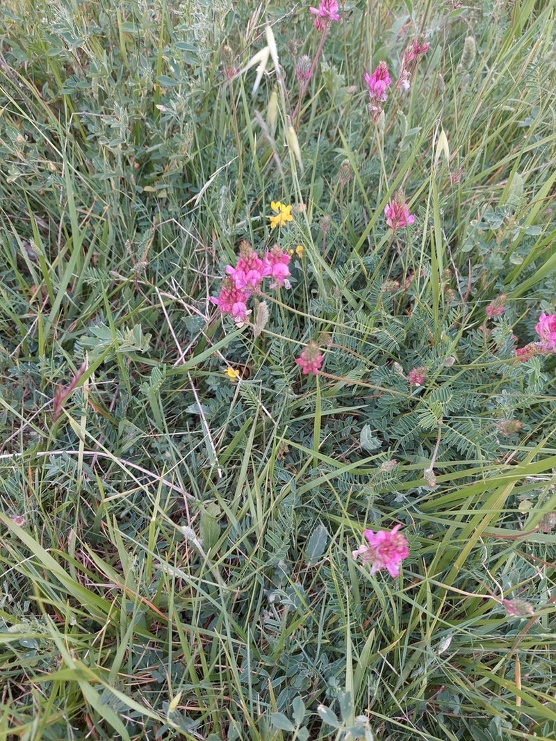 Onobrychis conferta photo 3