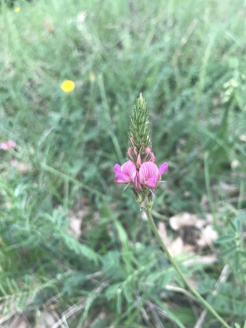 Onobrychis conferta photo 4