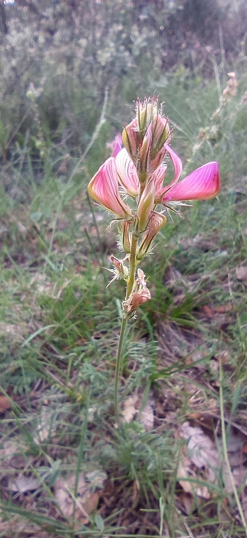 Onobrychis conferta photo 6