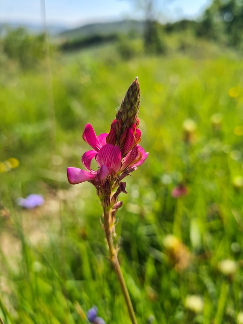 Onobrychis conferta photo 7