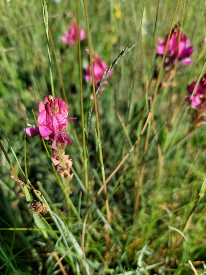 Onobrychis conferta subsp. hispanica