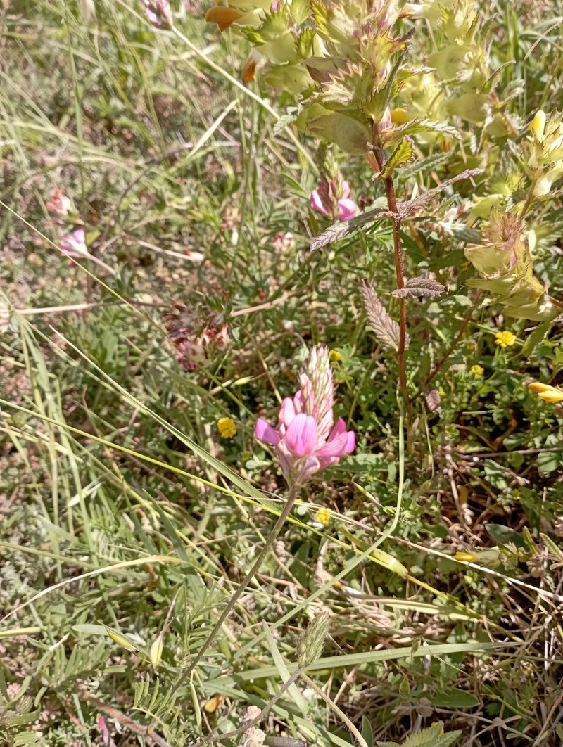 Onobrychis conferta subsp. hispanica photo 2
