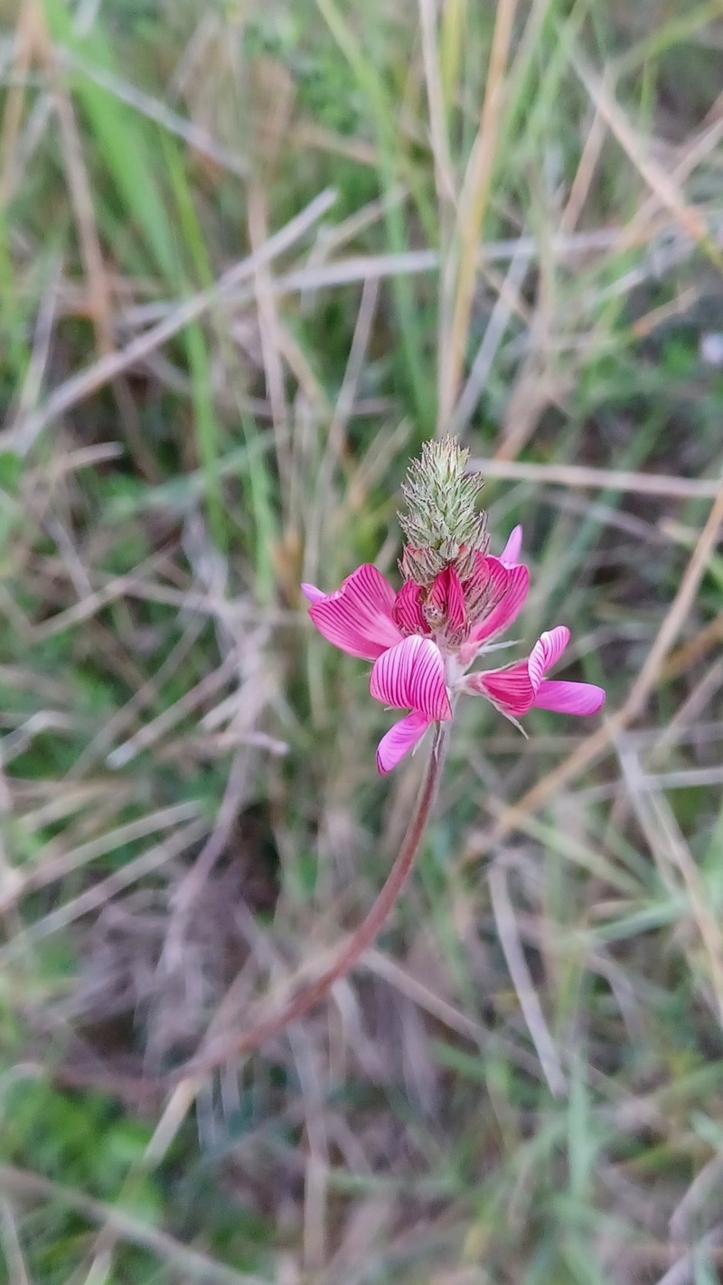 Onobrychis conferta subsp. hispanica photo 3
