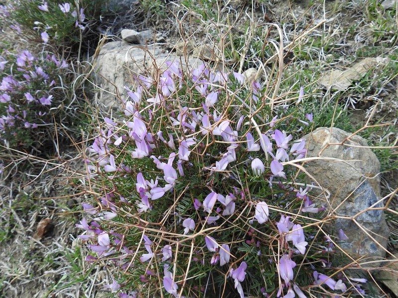 Onobrychis cornuta