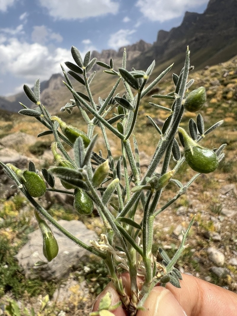 Onobrychis cornuta photo 5