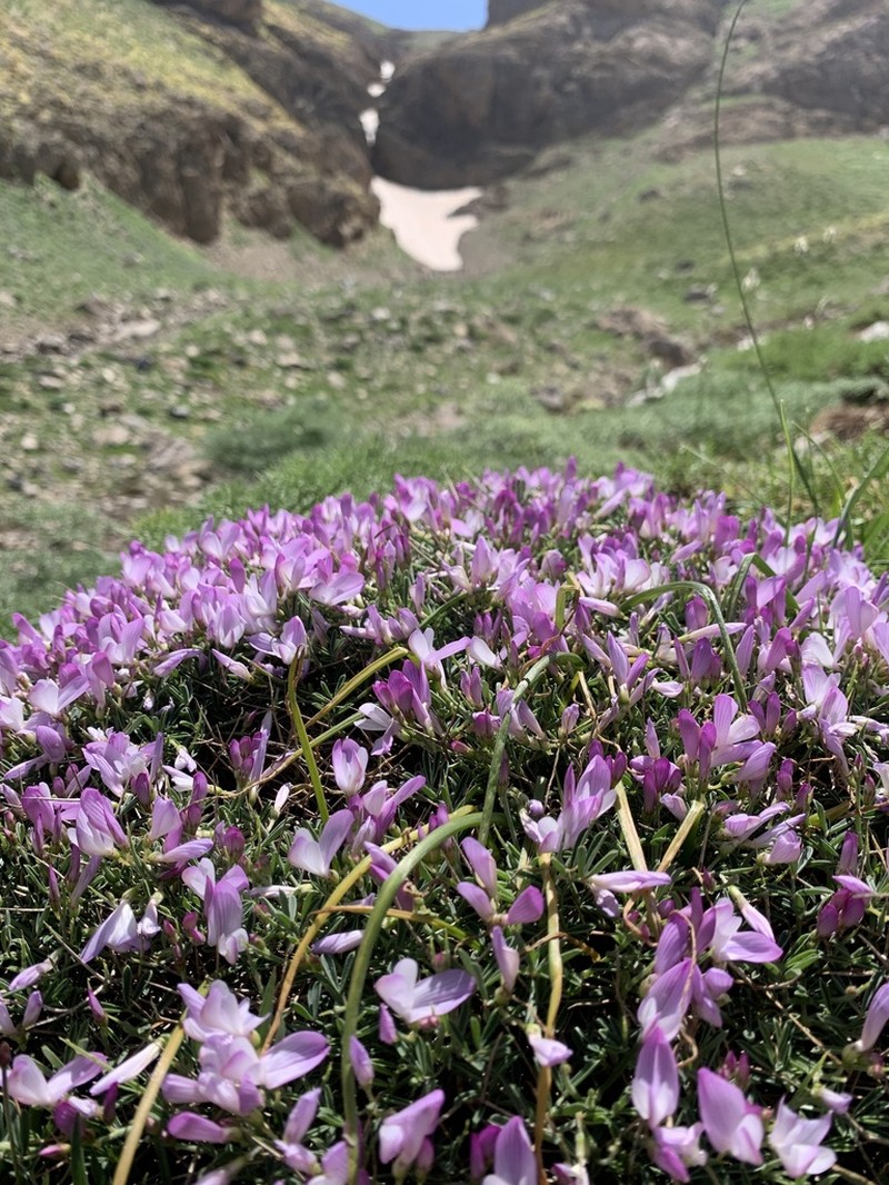Onobrychis cornuta photo 6