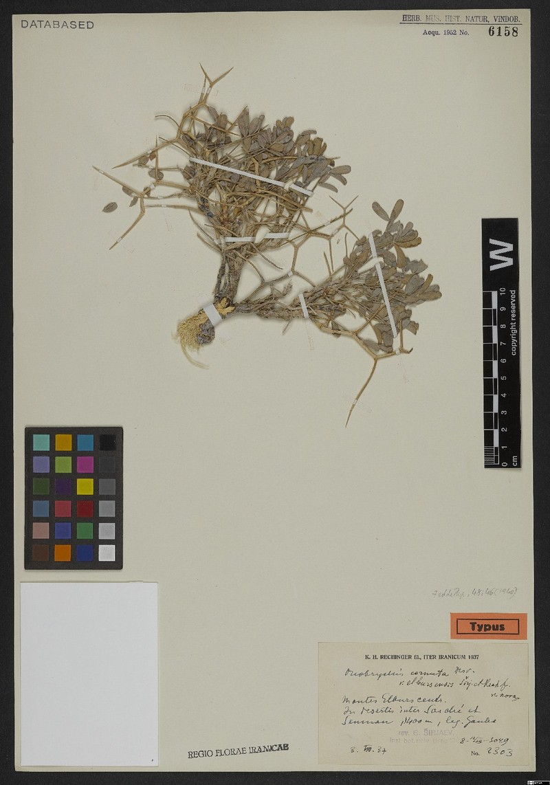 Onobrychis cornuta subsp. cornuta