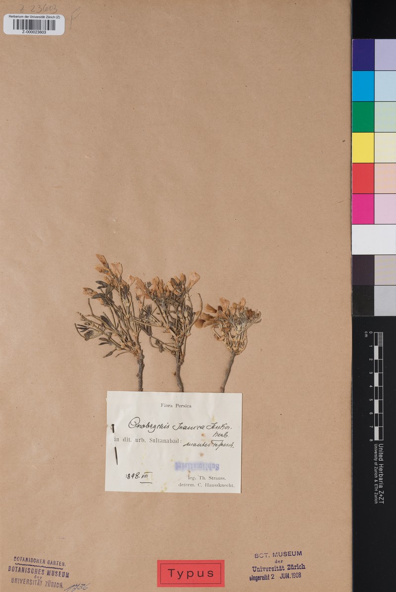 Onobrychis cornuta subsp. cornuta photo 2