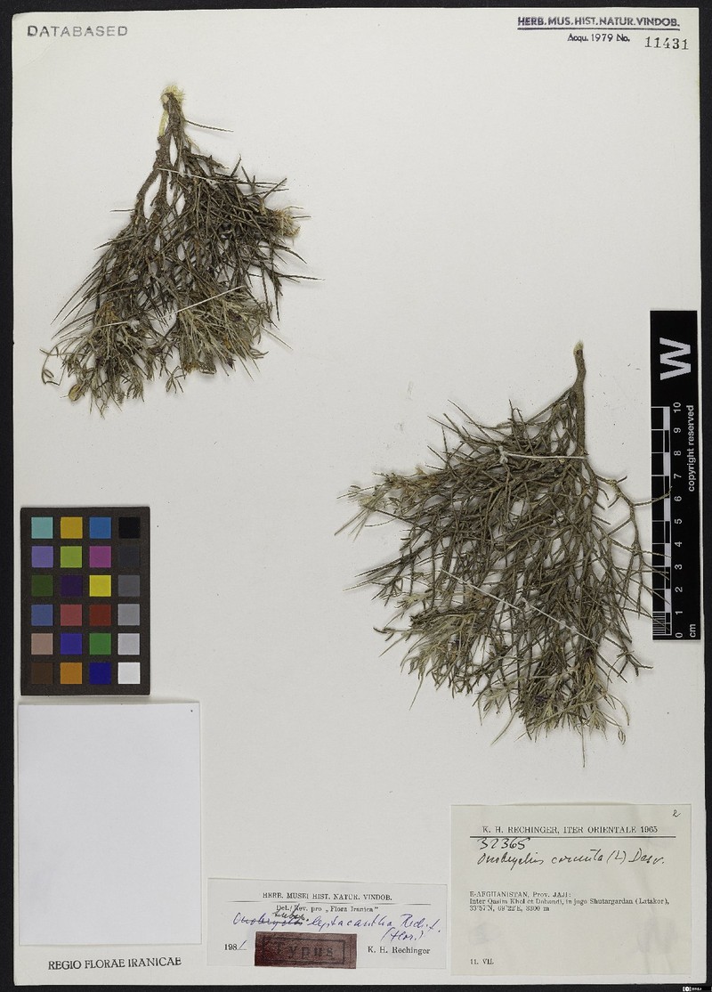 Onobrychis cornuta subsp. leptacantha