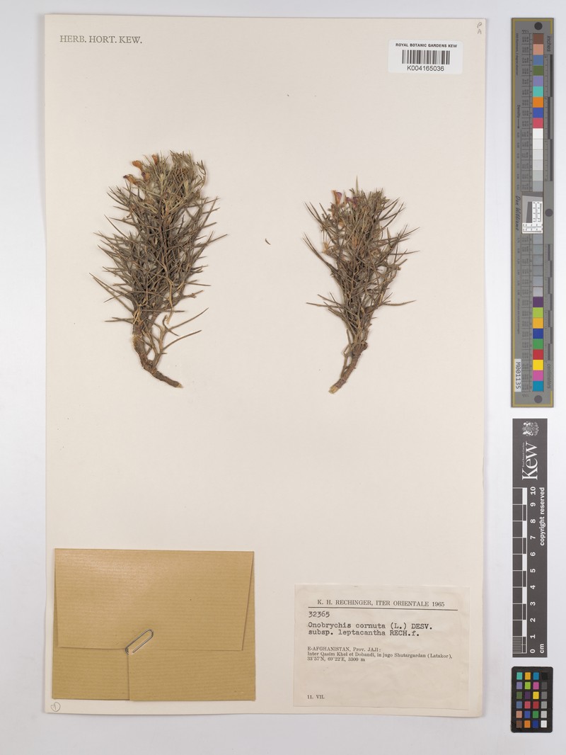 Onobrychis cornuta subsp. leptacantha photo 2