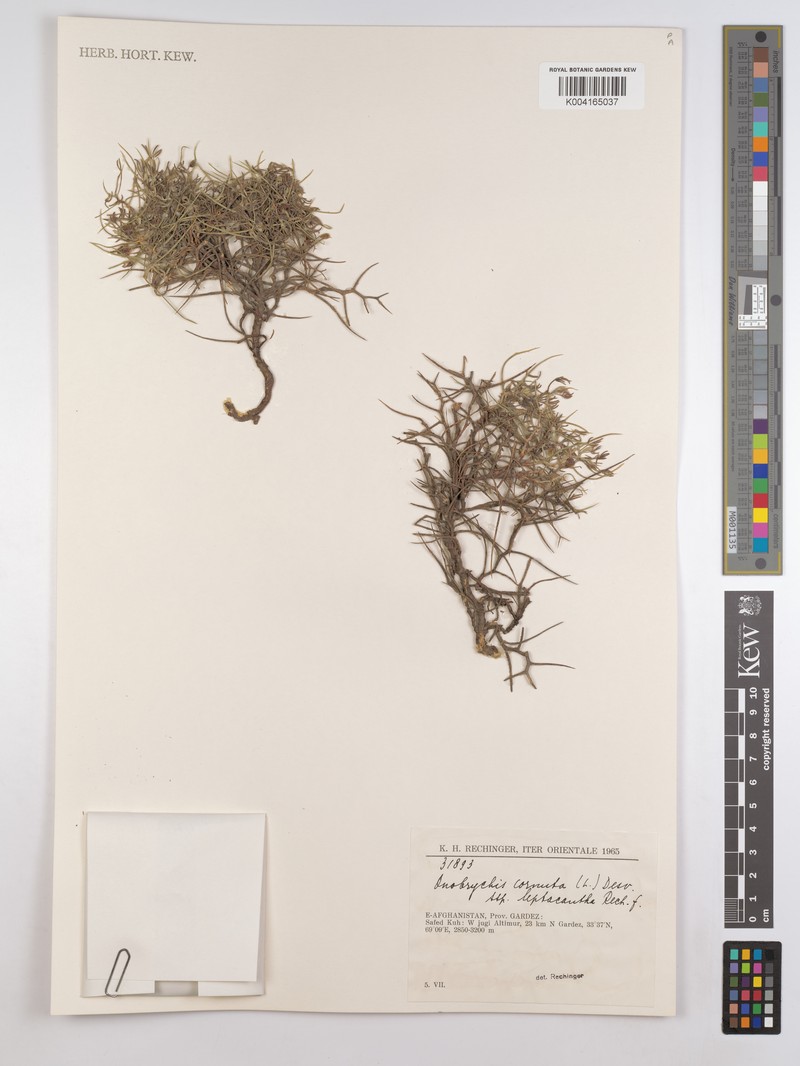 Onobrychis cornuta subsp. leptacantha photo 3