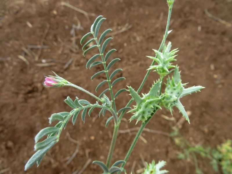 Onobrychis crista-galli photo 6