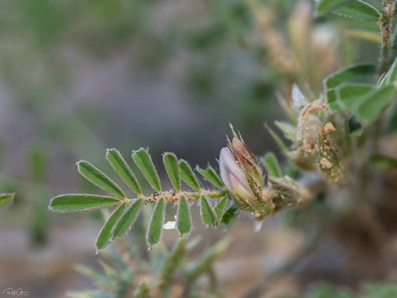 Onobrychis crista-galli photo 8
