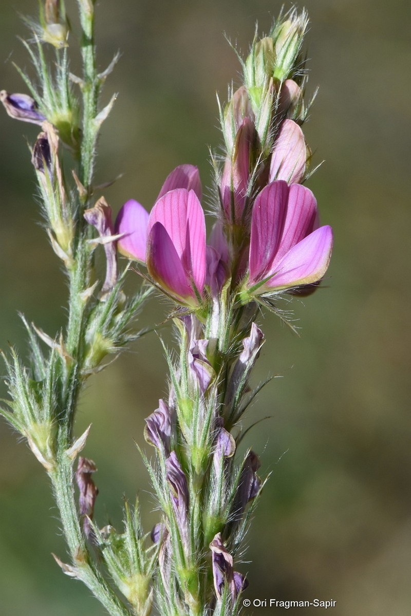 Onobrychis cyri