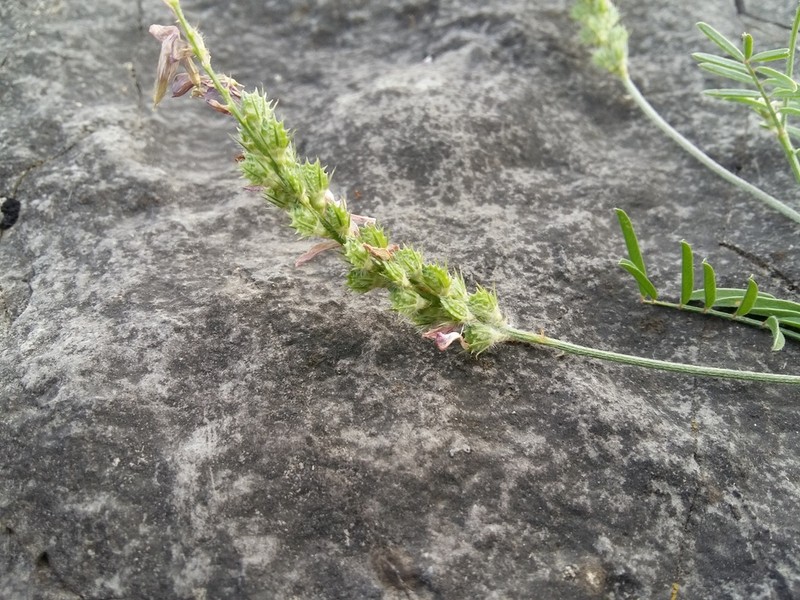 Onobrychis cyri photo 3