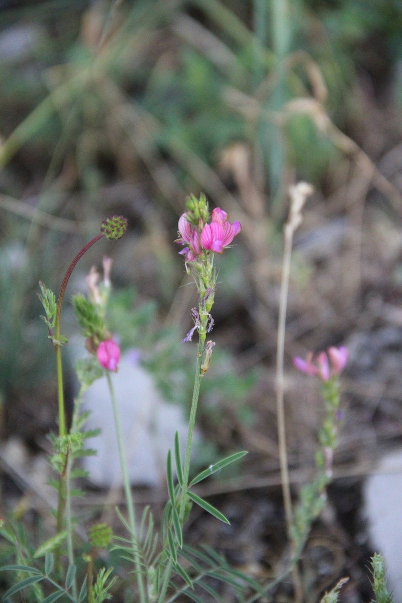 Onobrychis cyri photo 5