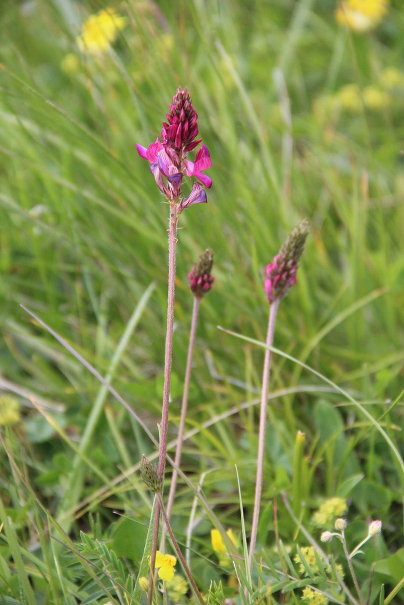 Onobrychis cyri photo 6