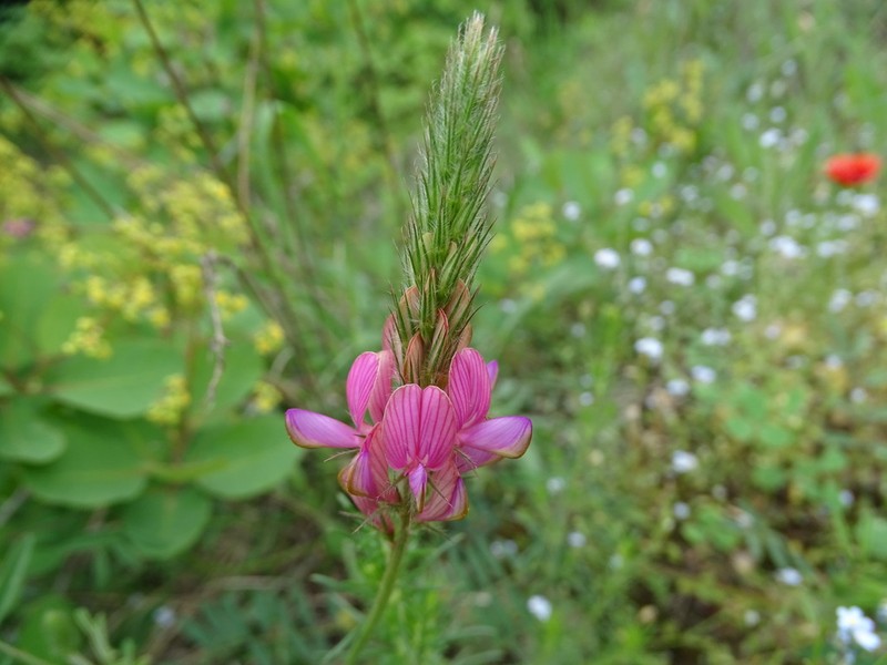 Onobrychis cyri photo 7