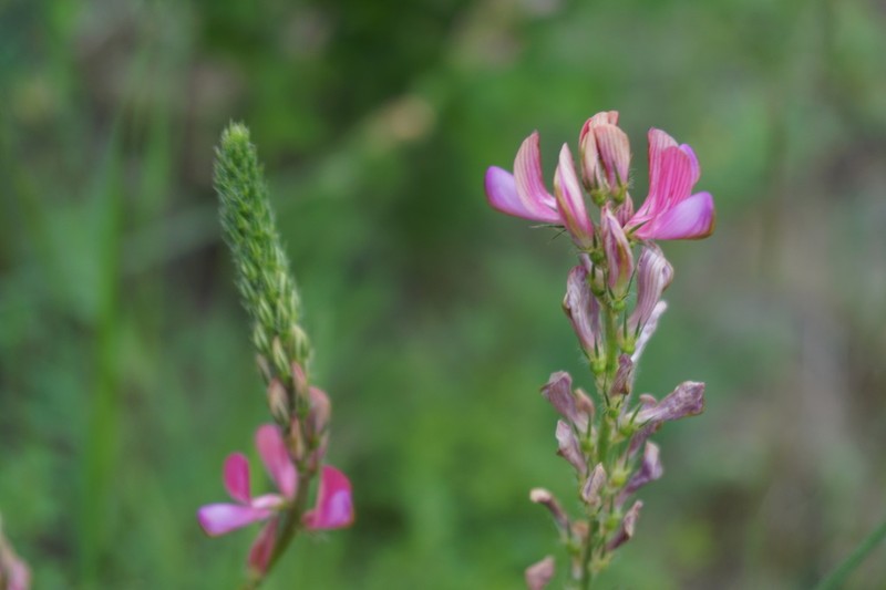 Onobrychis cyri photo 8