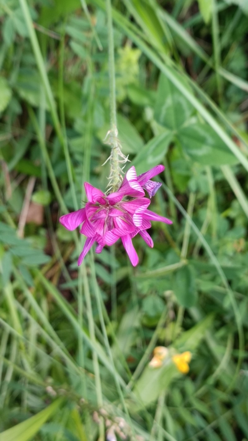 Onobrychis daghestanica