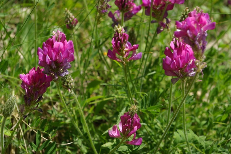 Onobrychis daghestanica photo 2