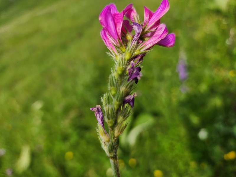 Onobrychis daghestanica photo 3