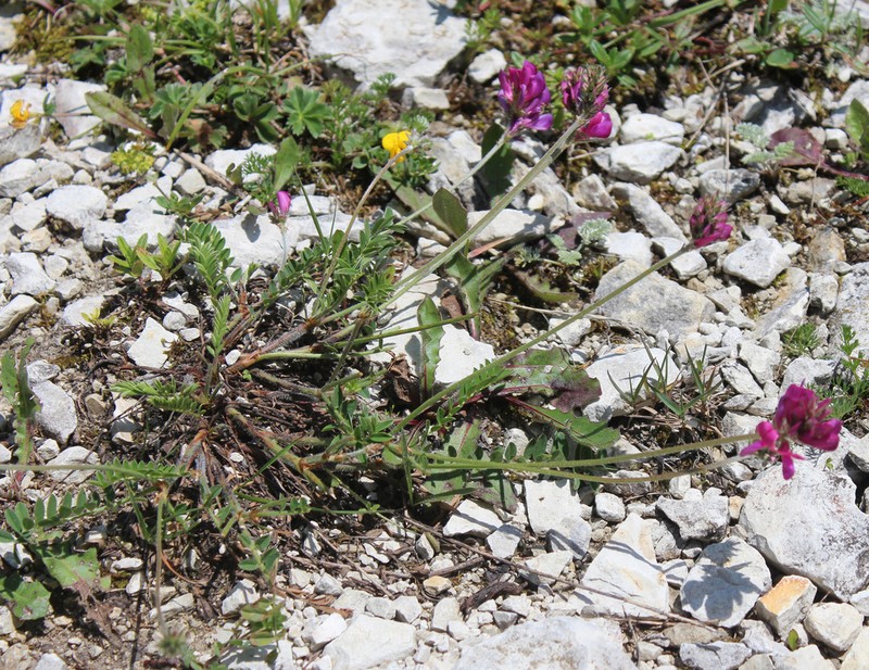 Onobrychis daghestanica photo 5