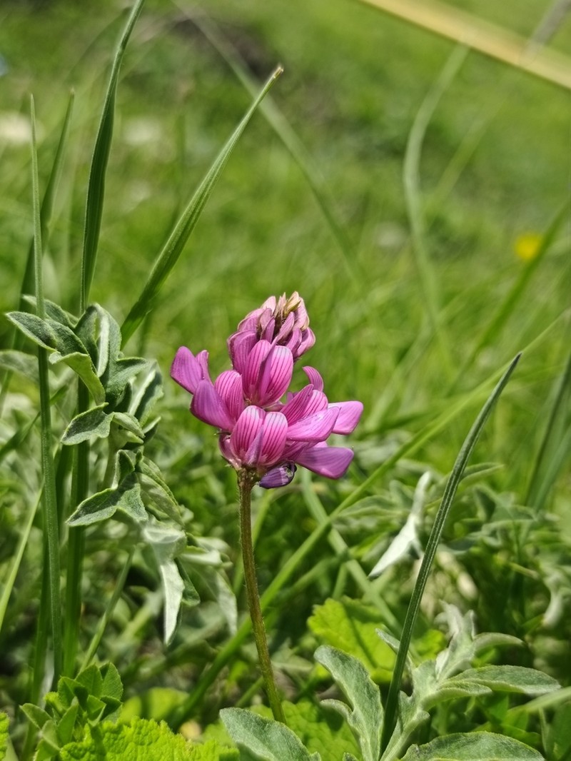 Onobrychis daghestanica photo 6