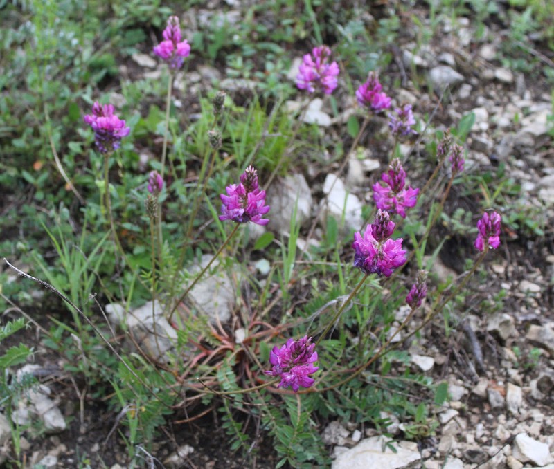 Onobrychis daghestanica photo 7