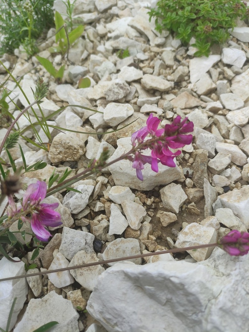 Onobrychis daghestanica photo 8