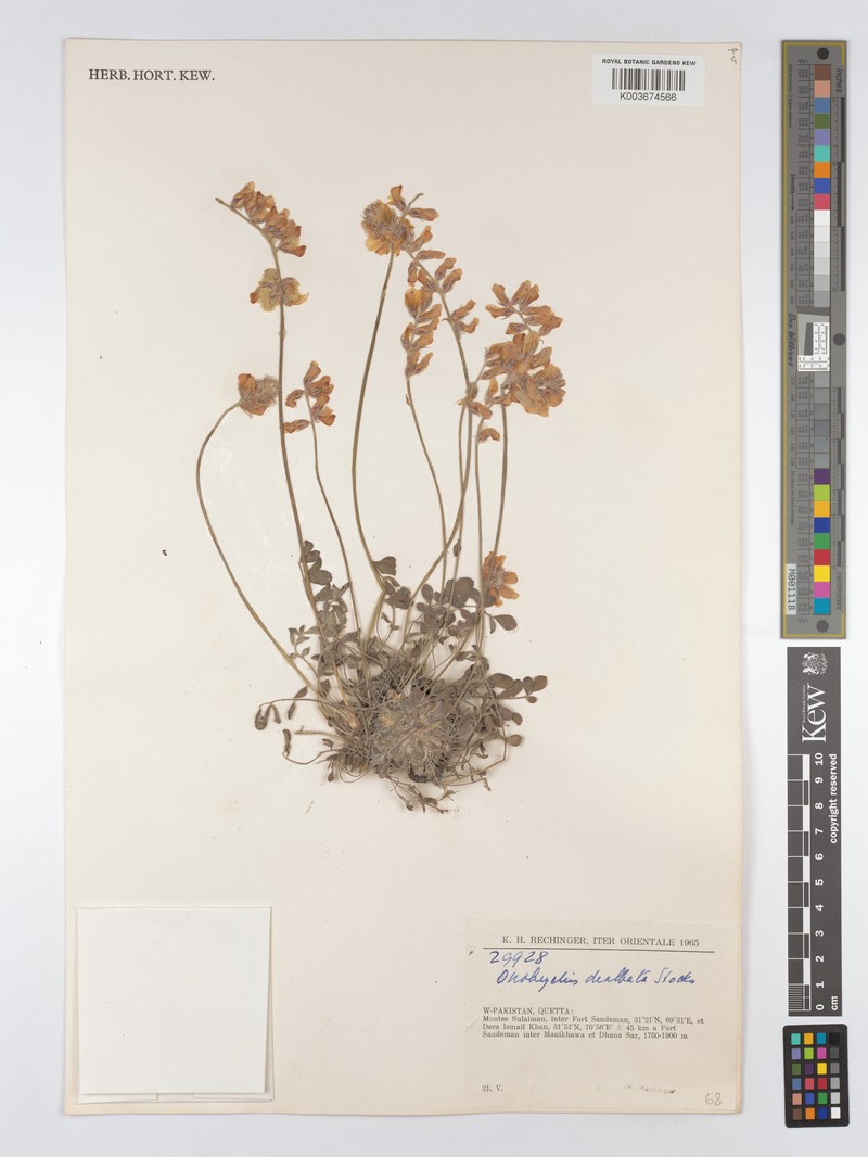 Onobrychis dealbata photo 2