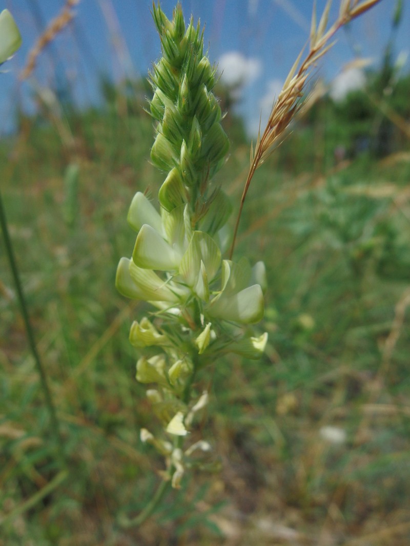Onobrychis degenii